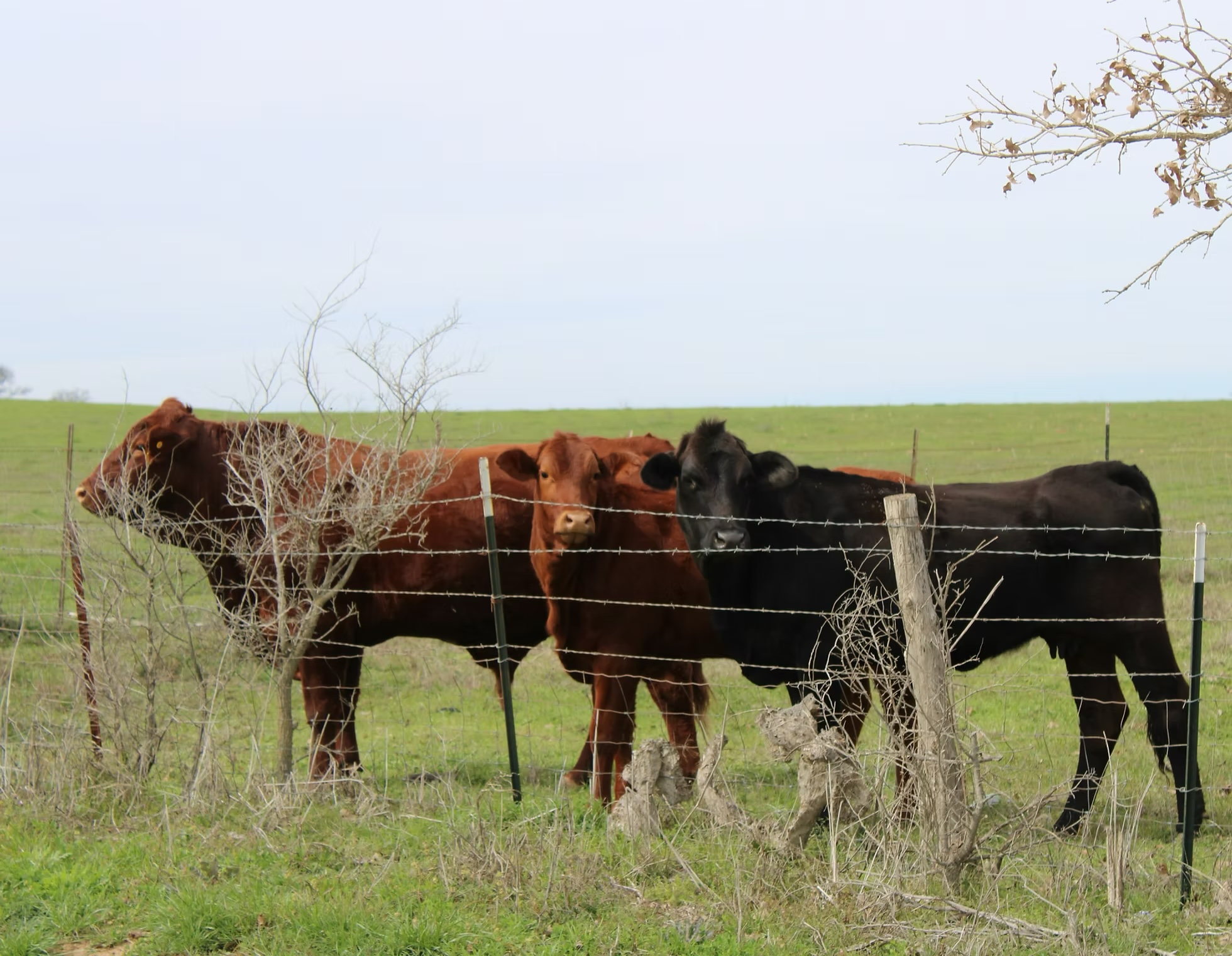 ABCD Course on Regenerative Livestock Farming with Daniel Suarez